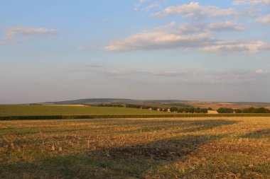Buğday tarlası olan güzel bir manzara.
