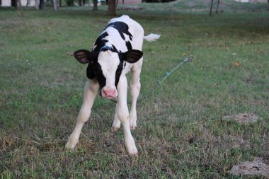 Otların arasında otlayan sevimli siyah beyaz inek.