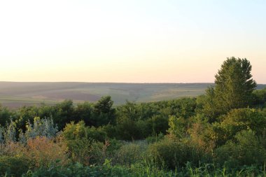 Ağaçlar ve ormanlarla dolu güzel bir manzara.