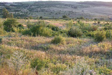 Çimen ve ağaçlardan oluşan bir arazi.