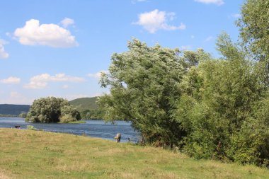 Nehir, parktaki ağaçlar..