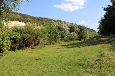 Ormanın güzel manzarası