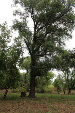 Parkın güzel manzarası
