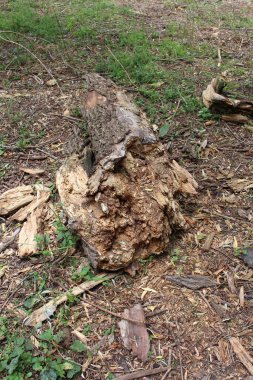 Ağaç kütüğü ormanda kesilir.