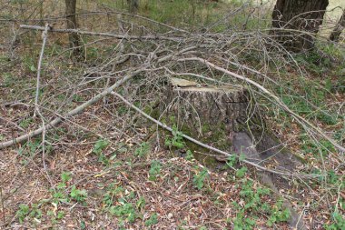 Bir ağaç ile kütük