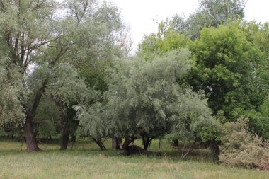 Ormanın güzel manzarası