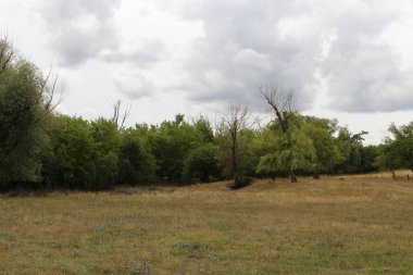 Yazın nehir ormanı.