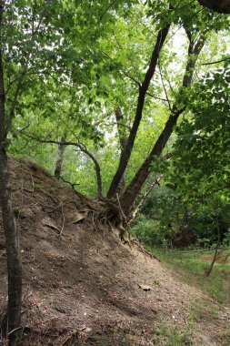 Ağacı olan güzel bir manzara