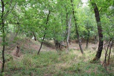 Yeşil ormandaki ağaçlar.