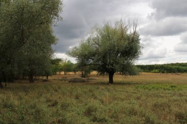 Ağaçlarla kaplı bir arazi ve bulutlu bir gökyüzü