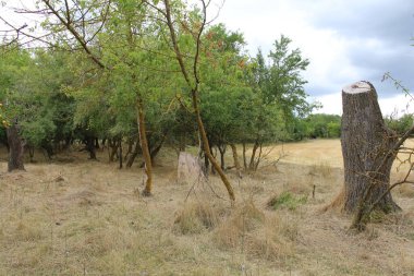 Yazın ormanda büyük bir ağaç.