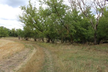 Güzel manzara. doğa arkaplanı
