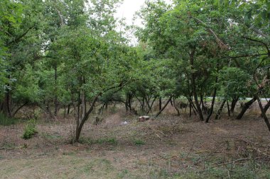 Parktaki küçük bir orman.