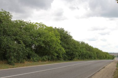 Ormanda yol