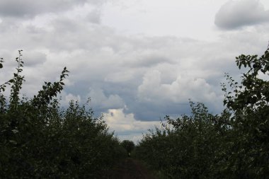 Yeşil elma ağacının tepesinden manzara
