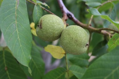 yeşil ağaçta ceviz