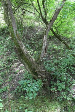 Ormandaki ağaç kökleri