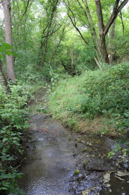 Ormanın ortasında küçük bir nehir..