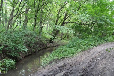 Ormanda nehri olan güzel bir manzara.