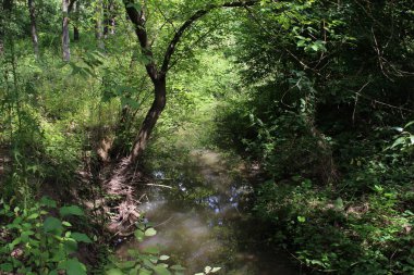 Güneşin altında yeşilliklerle çevrili güzel bir orman görüntüsü.
