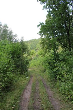 Ağaçların arka planında bir ağaç olan yeşil bir alan.