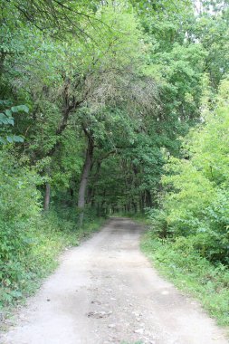 Ağaçlar ve ormanlarla dolu güzel bir manzara.