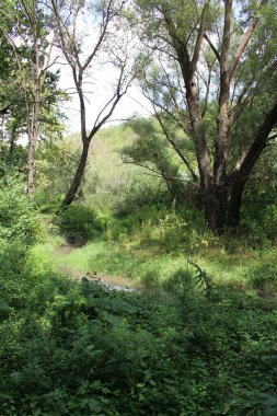 Ormanda yeşil ağaçlar