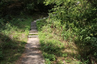 Ormandaki merdivenler.