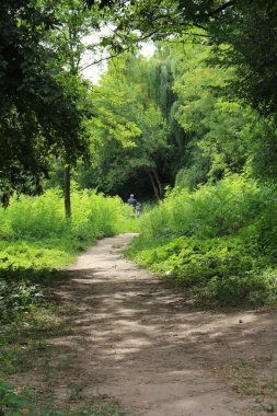 İsrail 'in kuzeyinde güzel bir park manzarası