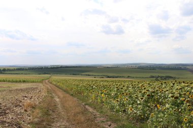 güzel buğday ve mısır tarlası.