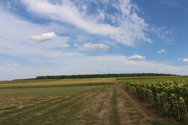 Mısır tarlası ve mavi gökyüzü