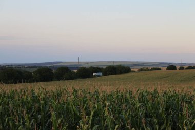 Gün batımında mısır tarlası
