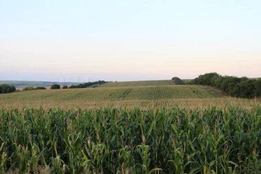 mısırlı güzel manzara