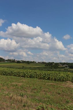 Bulutlu gökyüzü ile tarlanın manzarası