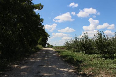Ağaçlar ve mavi gökyüzü olan güzel bir manzara.