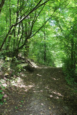 Yeşil çimenli ve ağaçlı patika