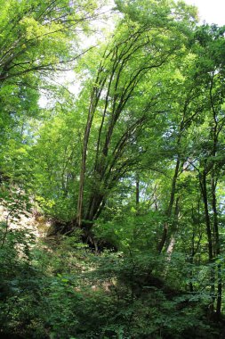 Ormanın güzel manzarası