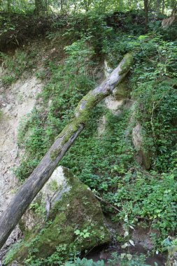 Ormandaki bir nehrin eski taşı.