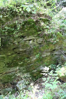 Yeşil ağaç yosun ile kaplıdır.