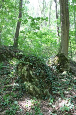 Ormandaki yeşil yosunların dikey bir resmi.
