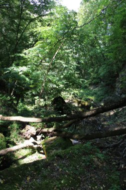 Ormanın güzel manzarası