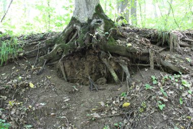 Ormanda büyük bir kökleri var.