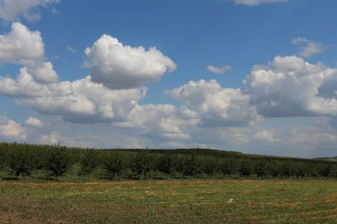 Güzel bir manzara Ağacı ve mavi gökyüzü