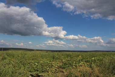 Mavi gökyüzü olan bir tarla