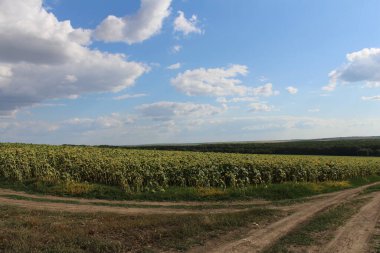 Yazın buğday tarlasının manzarası