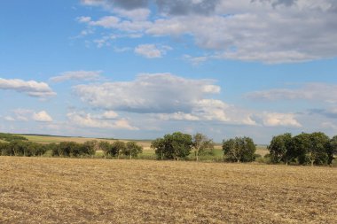 Ağustosta buğday tarlası ve mavi gökyüzü