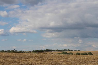 Kırsalda buğday tarlası