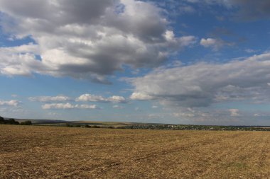 Bir Buğday Tarlası