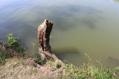 Parktaki eski nehir.