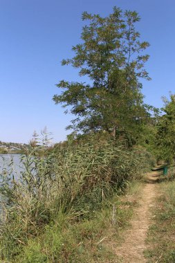 Yeşil ağaçlı güzel bir göl manzarası.